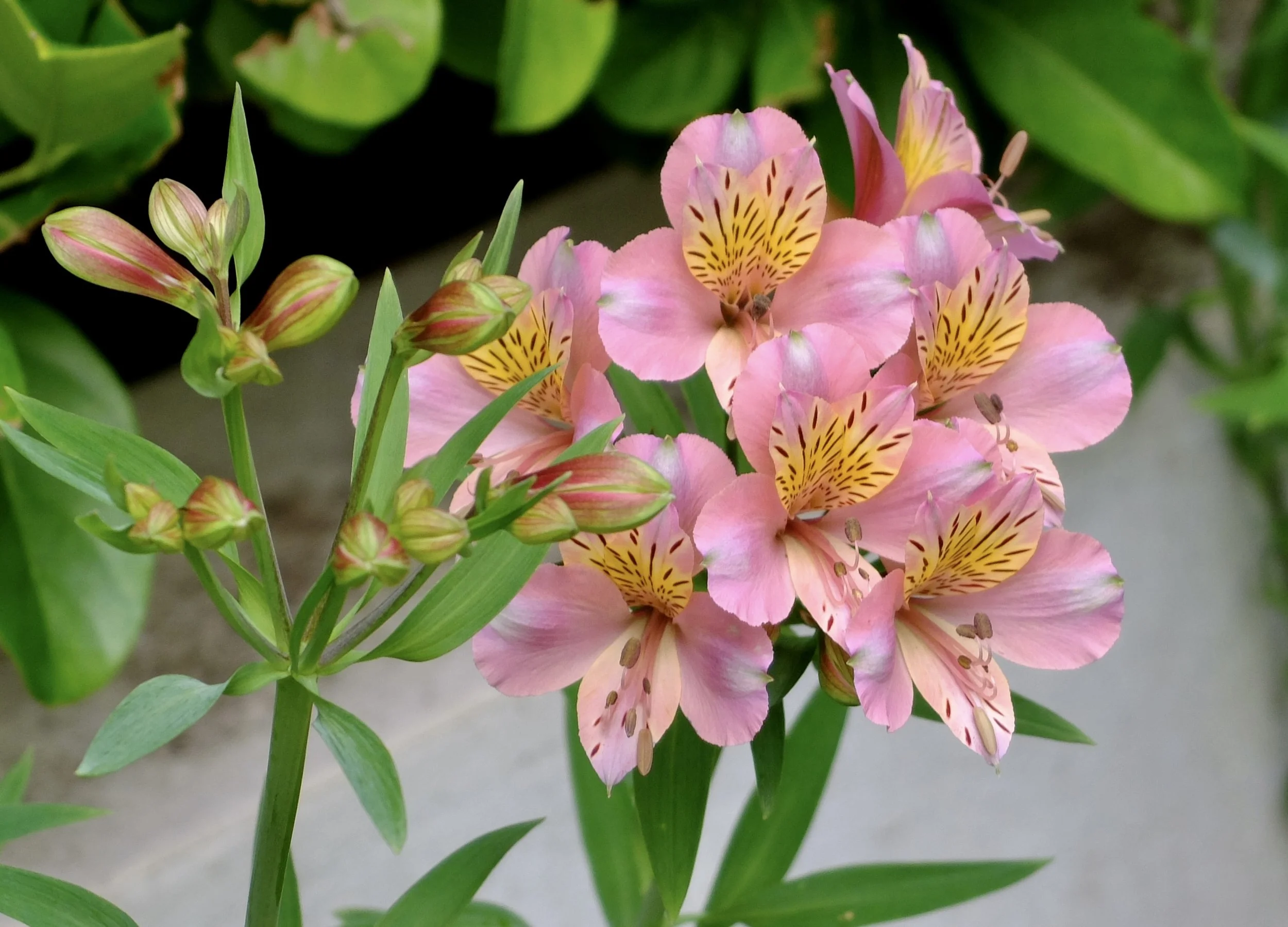  … It was the first botanical garden in the world. with this ethos, at a time when invasive species were not considered an ecological and environmental problem…”  Cape Town Eats Tour with Karen Schmidt. 