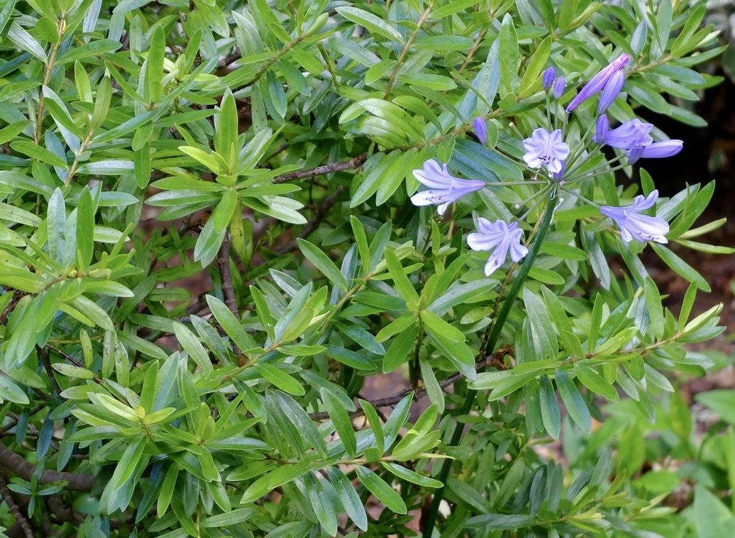  At this point, Karen was getting a workout pushing me in a wheel chair around Kirstenbosch Botanical Gardens.  Cape Town Eats Tour with Karen Schmidt. 
