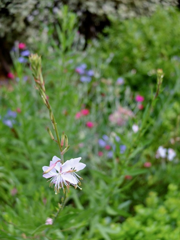  Kirstenbosch Botanical Gardens.  Cape Town Eats Tour with Karen Schmidt. 