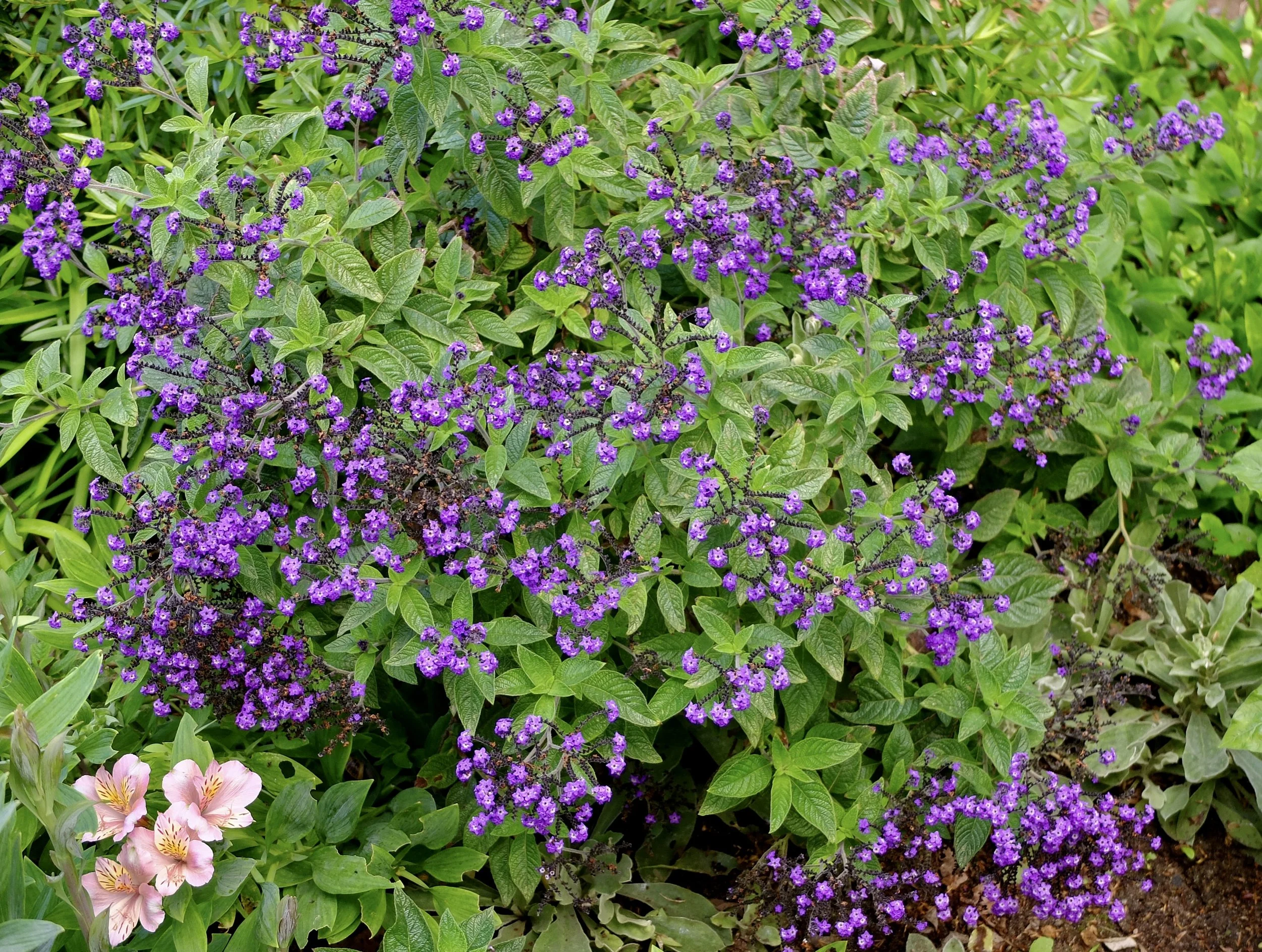  I was at the perfect level for photographing the flowers in Kirstenbosch Botanical Gardens.  Cape Town Eats Tour with Karen Schmidt. 