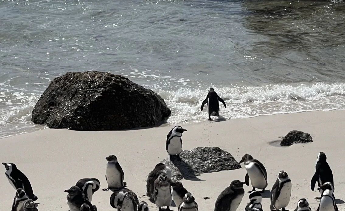   Boulders Beach Penguin Colony .   