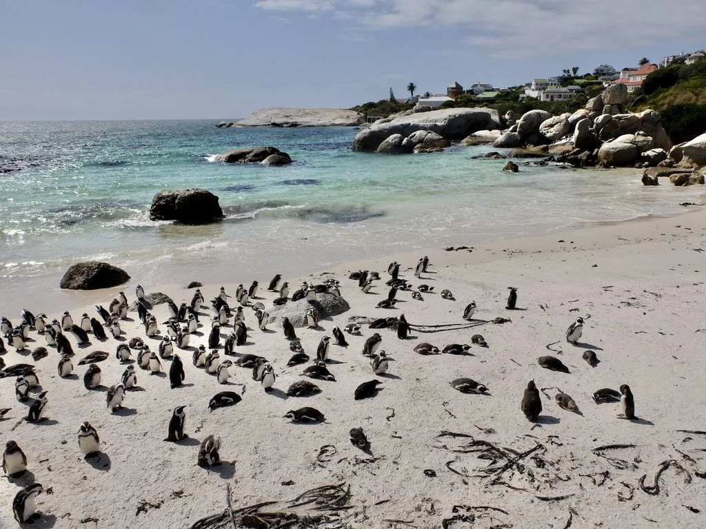   Boulders Beach Penguin Colony .   