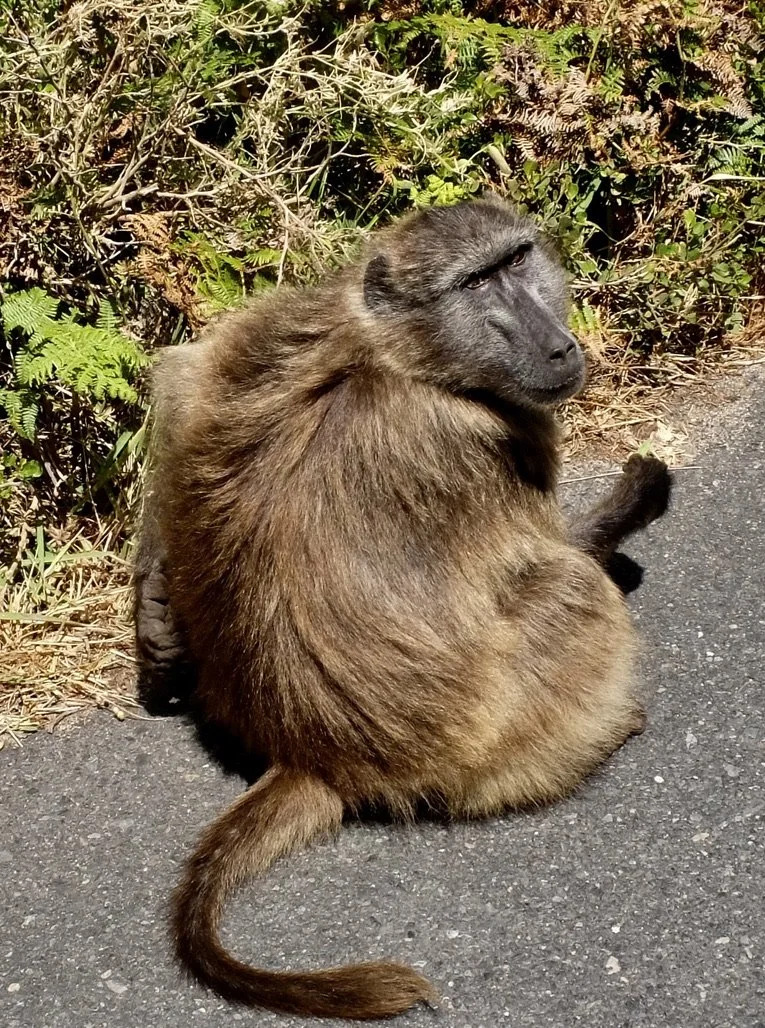   Cape chacma baboon. 