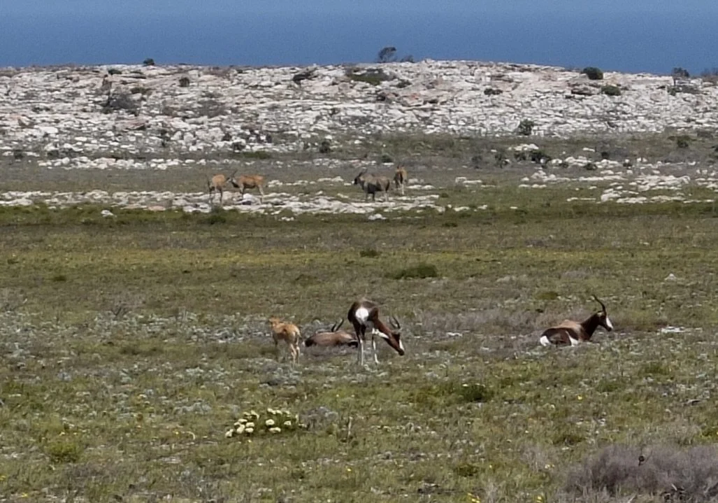  “The Springbok antelope (Antidorcas marsupialis), is known for its ‘springing jumps’ (pronks) and striking appearance, holds a special place in the heart of South Africans. It’s a symbol of national pride, resilience, and unity. Springbok are hunted