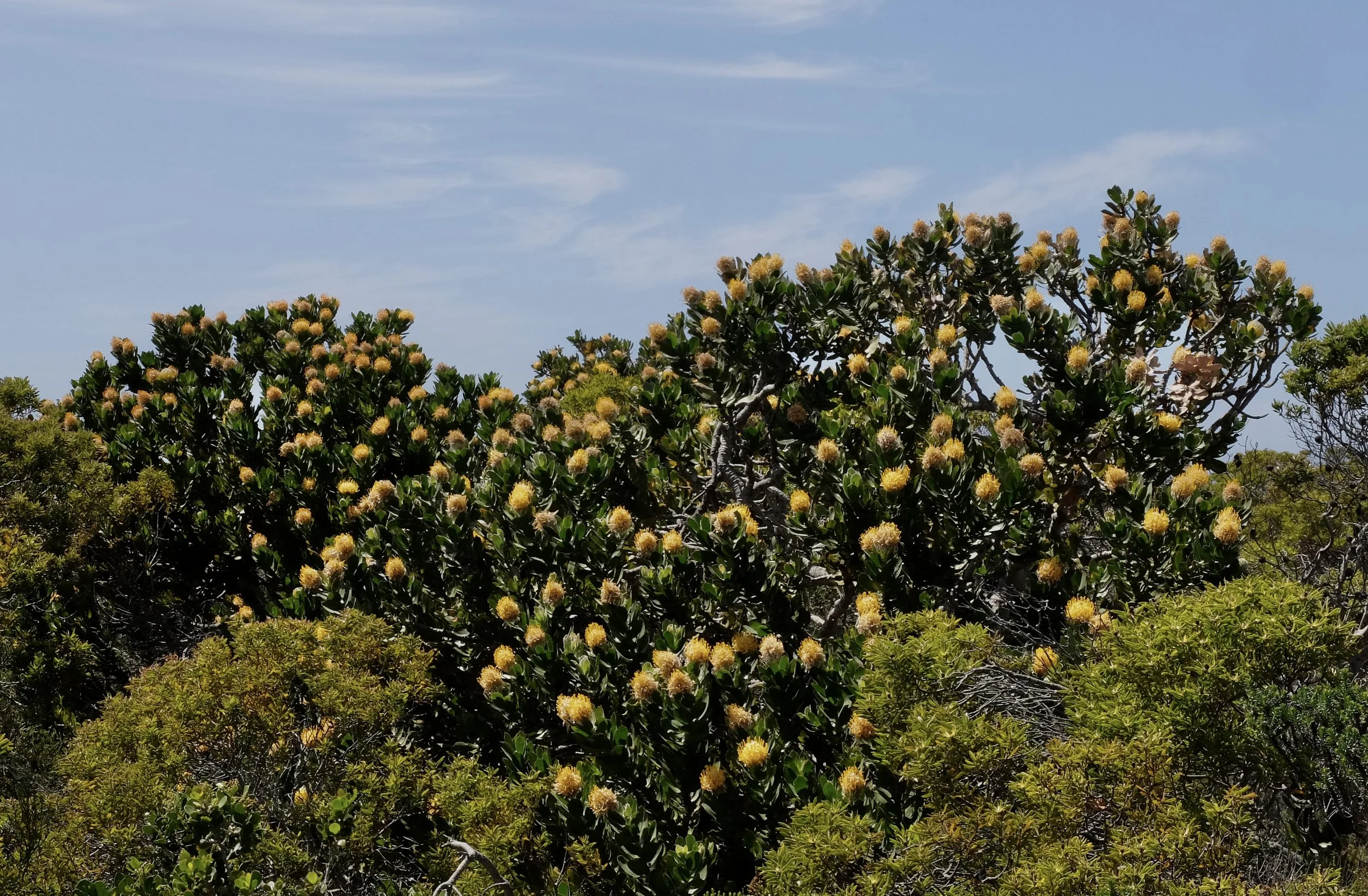  Leucospermum conocarpodendron. The tree pincushion is  endemic  to the  Cape Peninsula . 