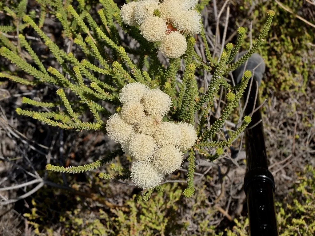  Note my cane keeping this ,endemic to the Cape Provinces Berzelia, steady in the wind. 