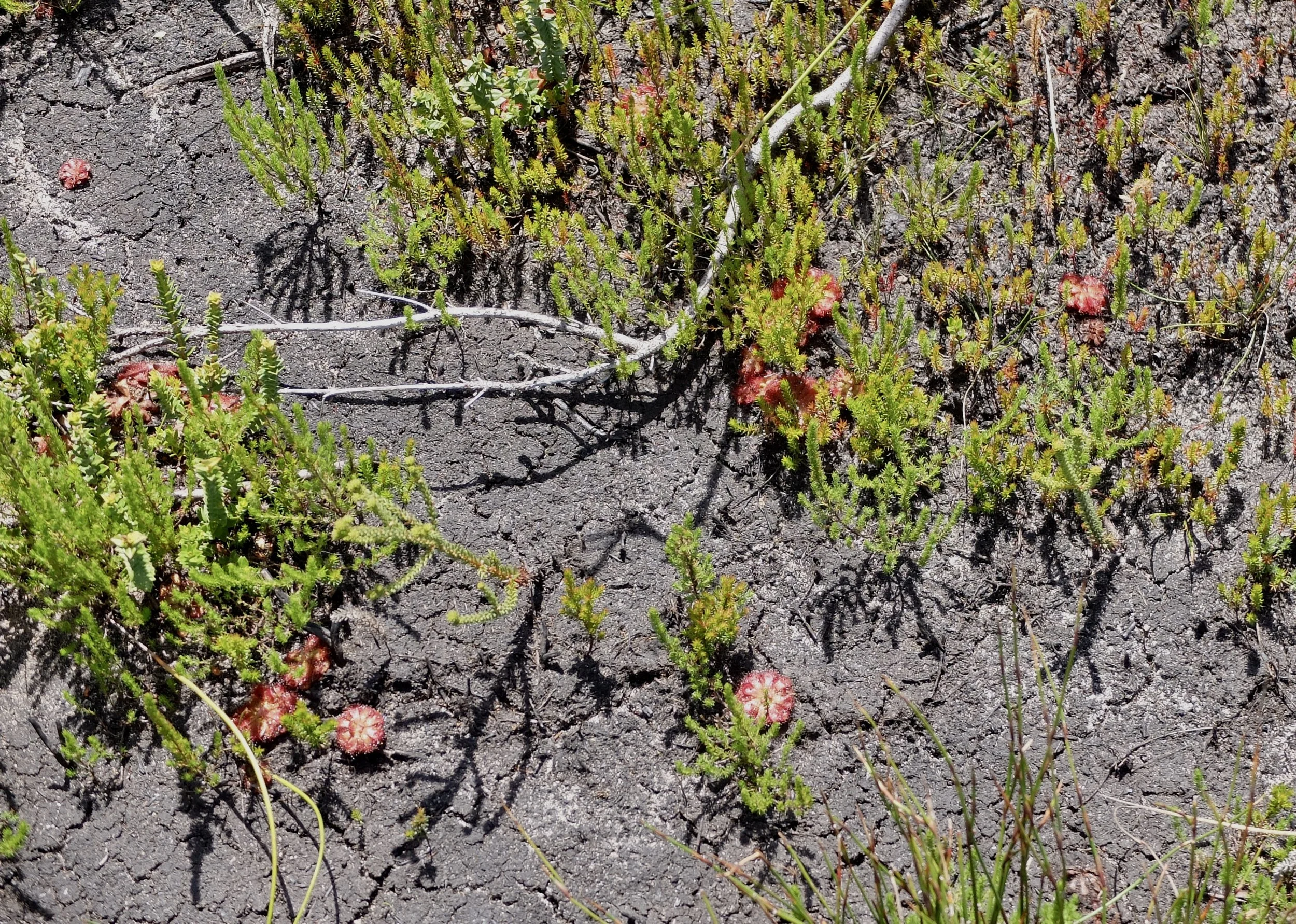  Watch your toes.  These are carnivorous plants. 