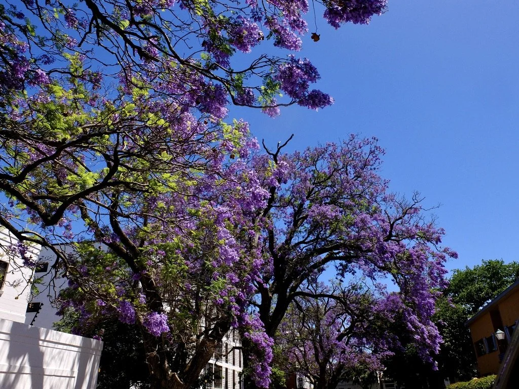  Jacarandas in Stellenbosch. 