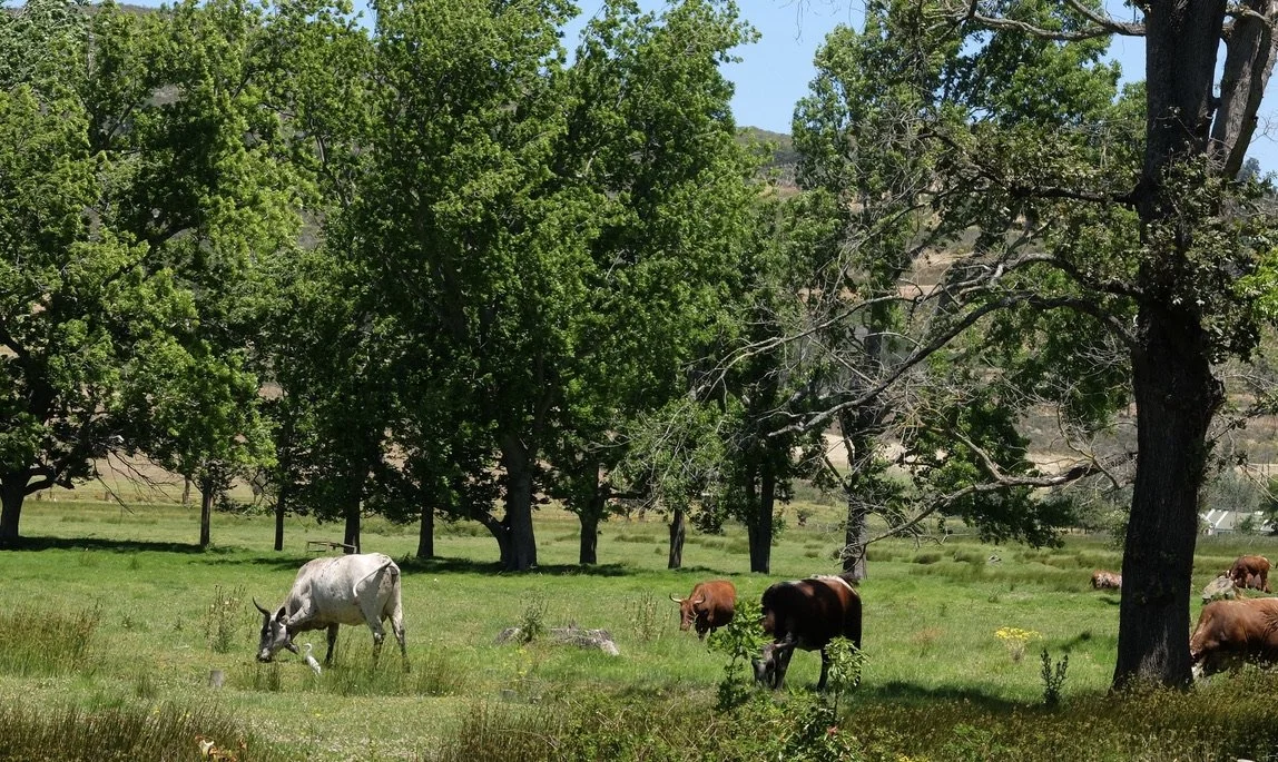   Nguni cattle .    Vergelegen E state. 