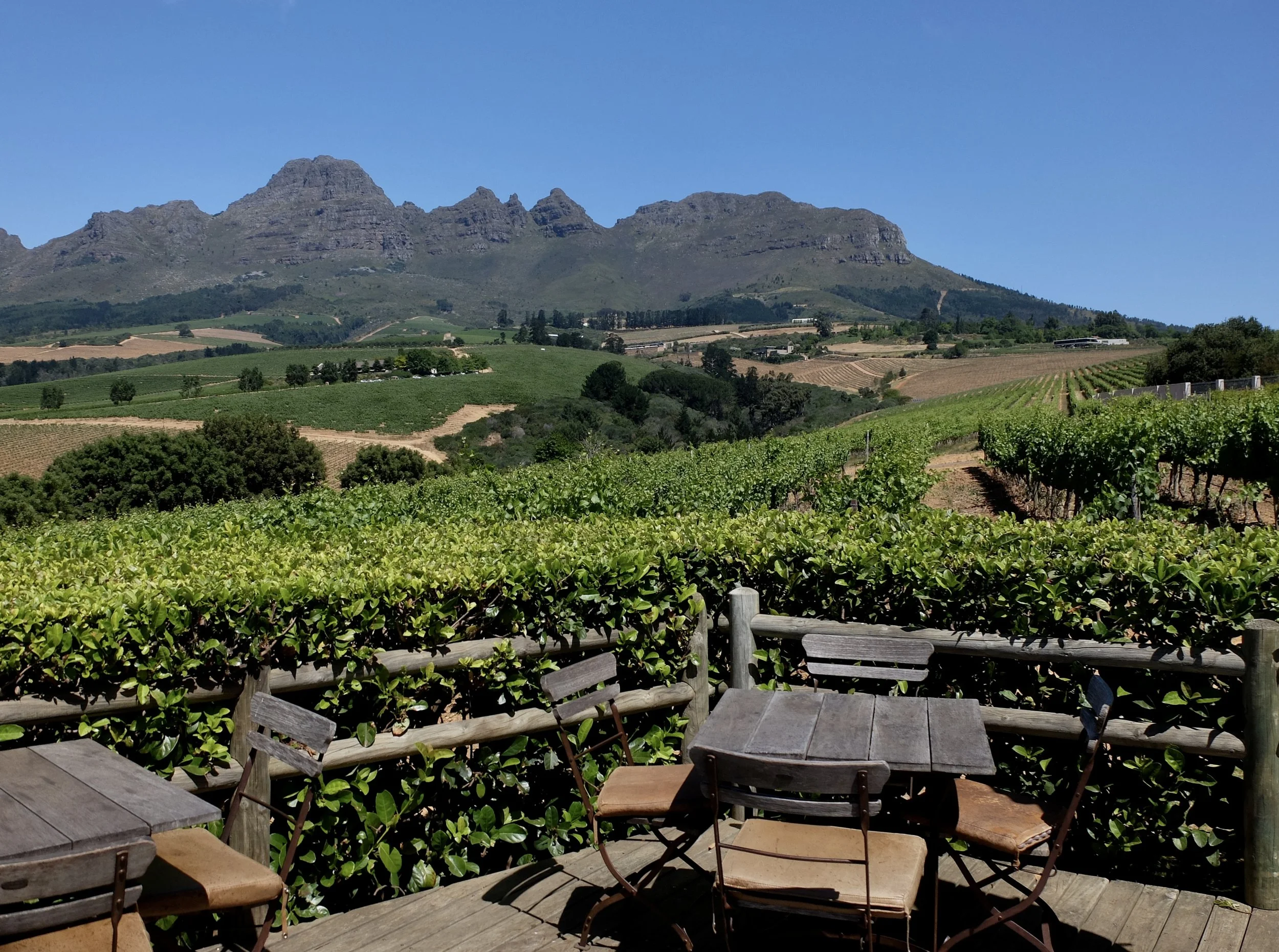  …is named after the towering peak on Stellenbosch Mountain.” 