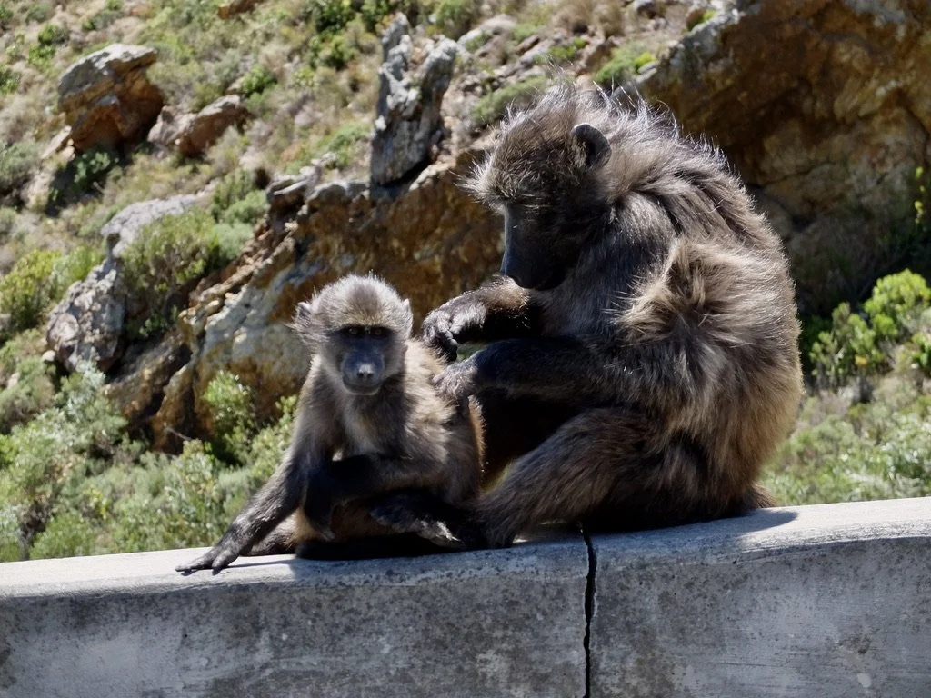  And unless baboon proofed, the “…many…houses in the small community  that  are only used as holiday houses by their owners.”  may be shared with Cape chacma baboons. 