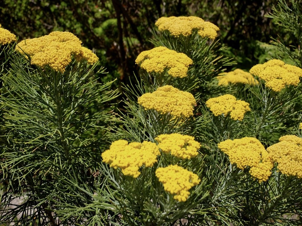  Once again, from the wheelchair, I was at a nice level to photograph the flora.  Harold Porter National Botanical Garden. 