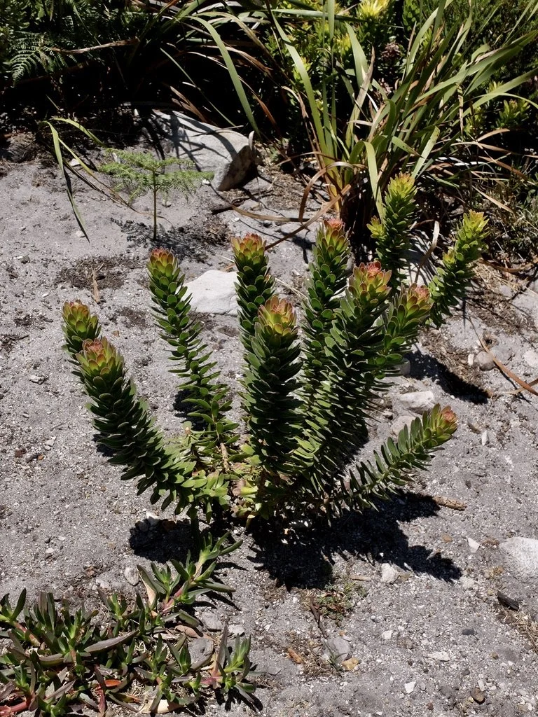   Common Pagoda  or rooistompie in Afrikaans.  Harold Porter National Botanical Garden. 