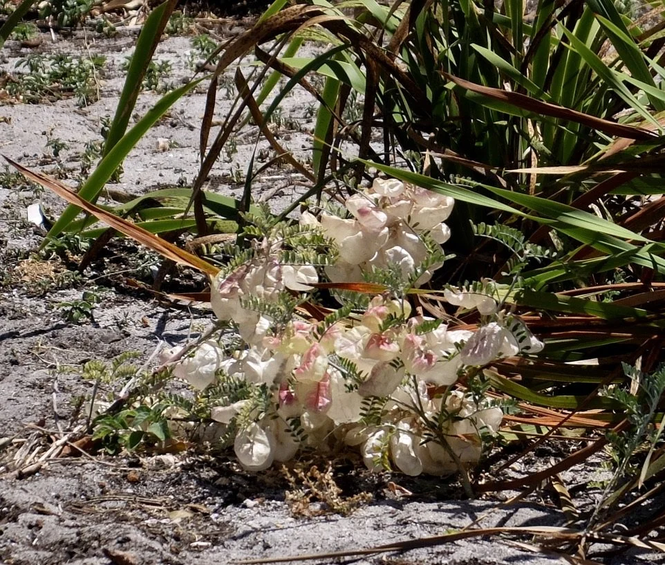  Harold Porter National Botanical Garden. 