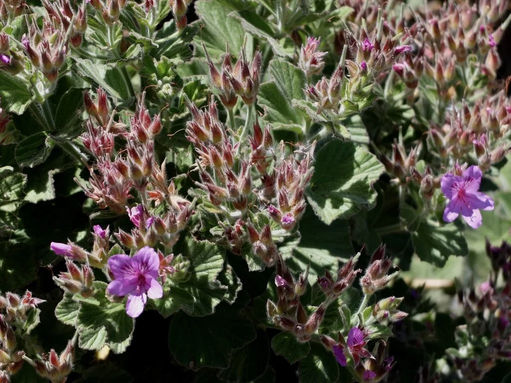  Harold Porter National Botanical Garden. 
