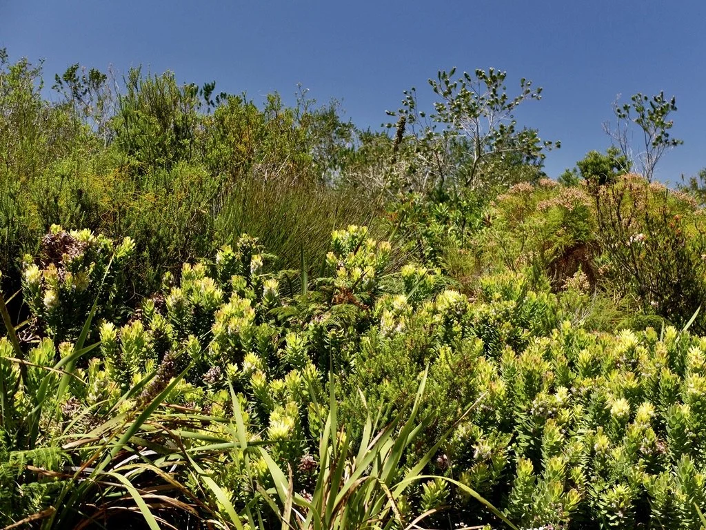  Harold Porter National Botanical Garden. 