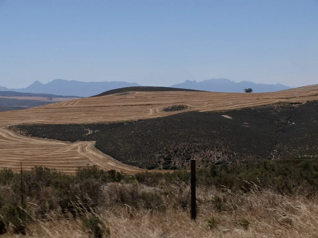  Recently harvested wheel fields where we had spotted a family of the national bird of South Africa, the blue crane. See:  Birds of Southern Africa - November 2025    https://marty-rayman-w6e6.squarespace.com/config/  