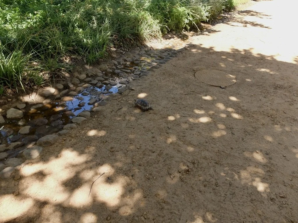  On the road by our cottage.   “The angulate tortoise is a species of tortoise found in dry areas and coastal scrub vegetation in South Africa…   Babylonstoren Farm Hotel. 