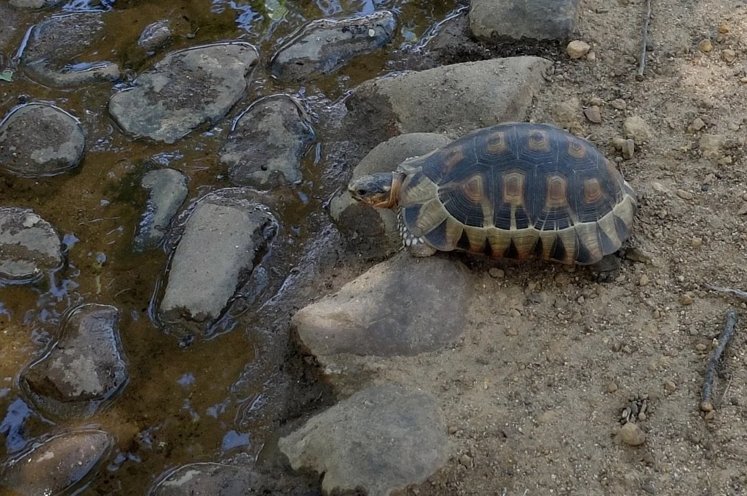  …It is the only living member of the genus.”  I had to have an animal before the end &amp; this Angulate tortoise obliged.  Babylonstoren Farm Hotel. 