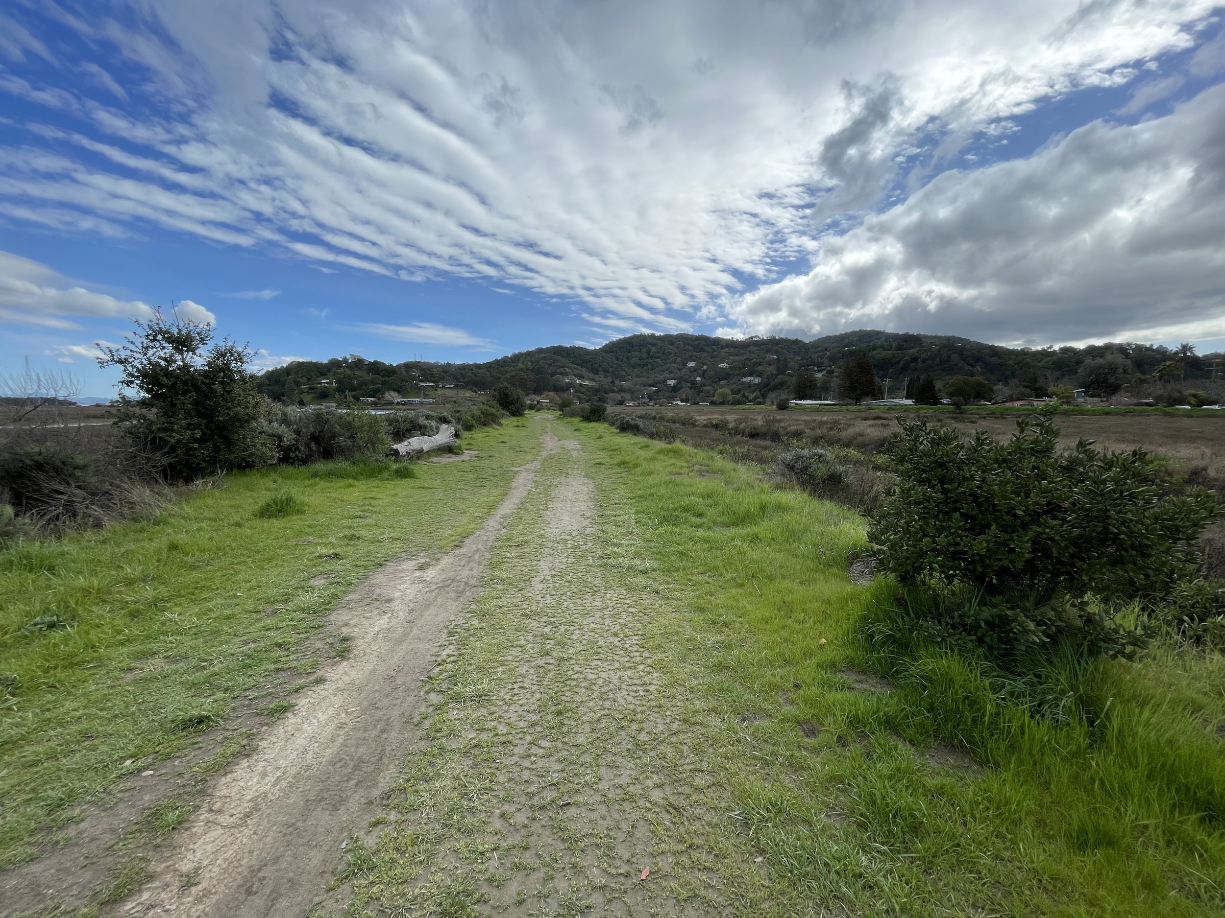  Santa Venetia Marsh.  I carried the cane under my arm. 