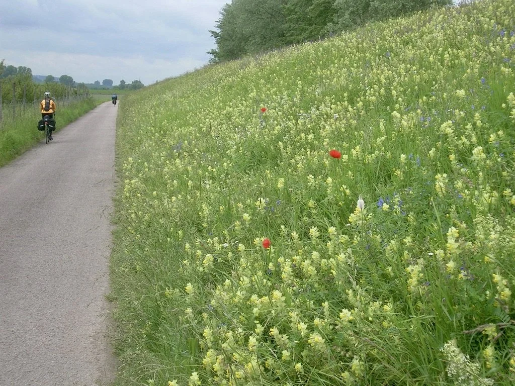  Bavaria 2005 - Over many decades I have mastered photography while bike riding, even managing it with a heavy Minolta SRT.  In this case, using a Nikon Cool Pix P7100, I dismounted.  The intense green &amp; yellow drew me in as did the surprising re
