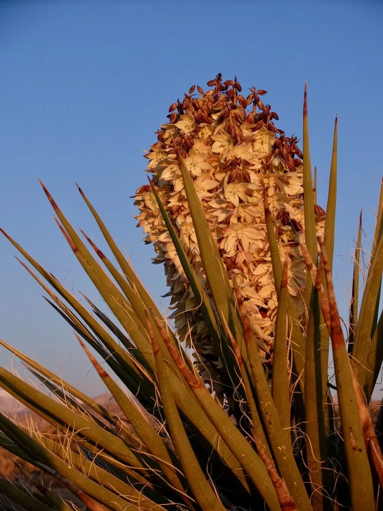  Thanks,  The Bungalows by Homestead Modern, 29 Palms, CA. The view outside our room at dawn.  Mojave yucca or Spanish dagger. FujiFilm X 30. 