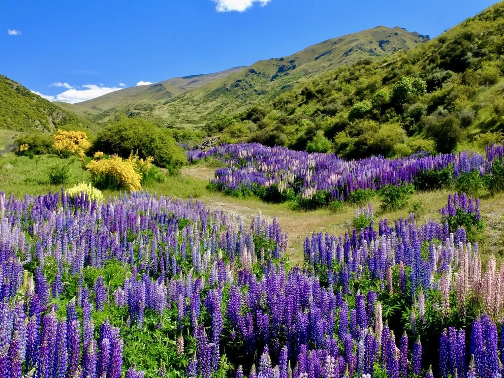  Lupin on the Crown Range Rd. to Arrowtown, NZ.  I had to stop the car &amp; get out to capture this scene.  FujiFilm X20. 