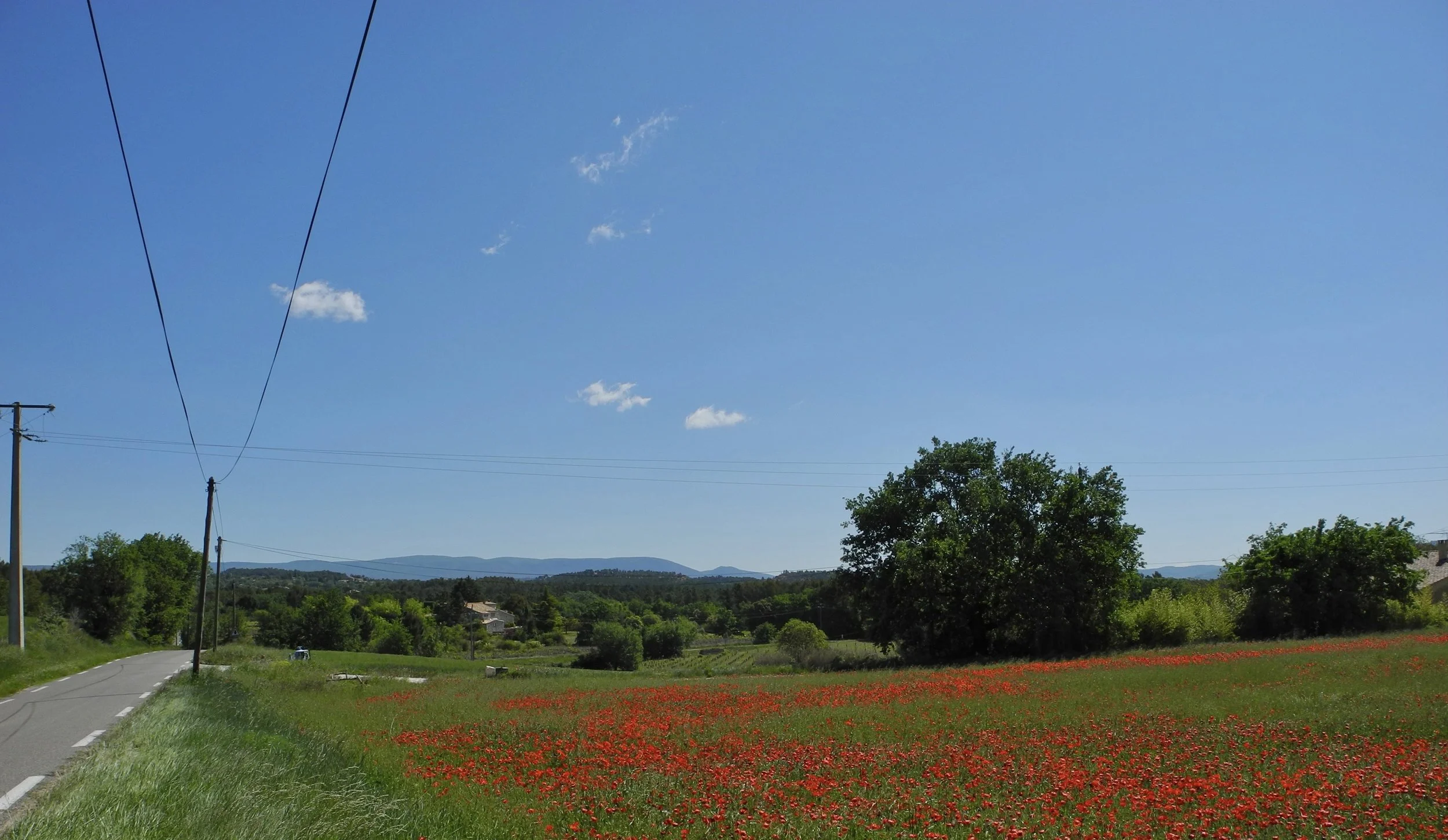  Another case of stopping the car &amp; getting out to take the photo.   Cocoliquot (corn poppies) in the Parc Naturel Régional du Luberon, France. 