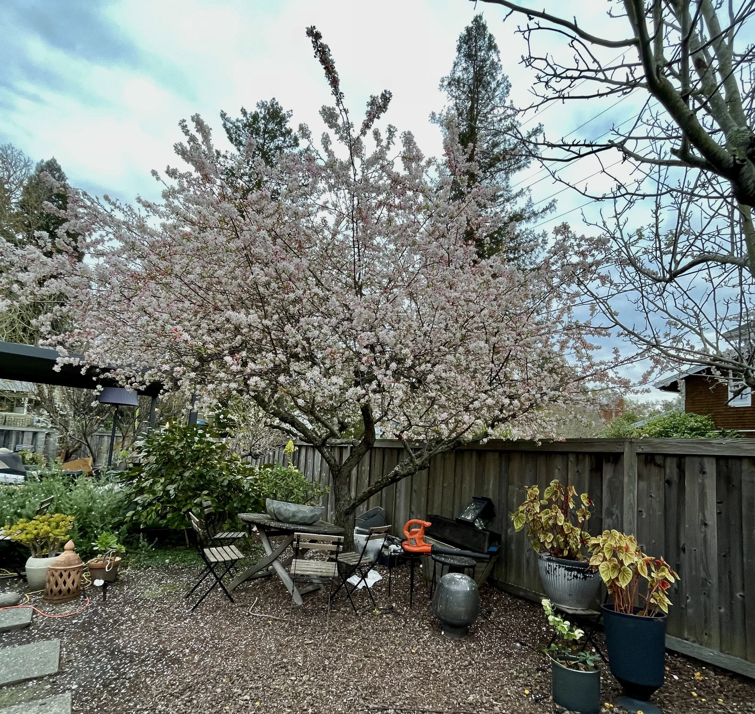  On a street of a tiny subdivision leading to Corte Madera Creek. 