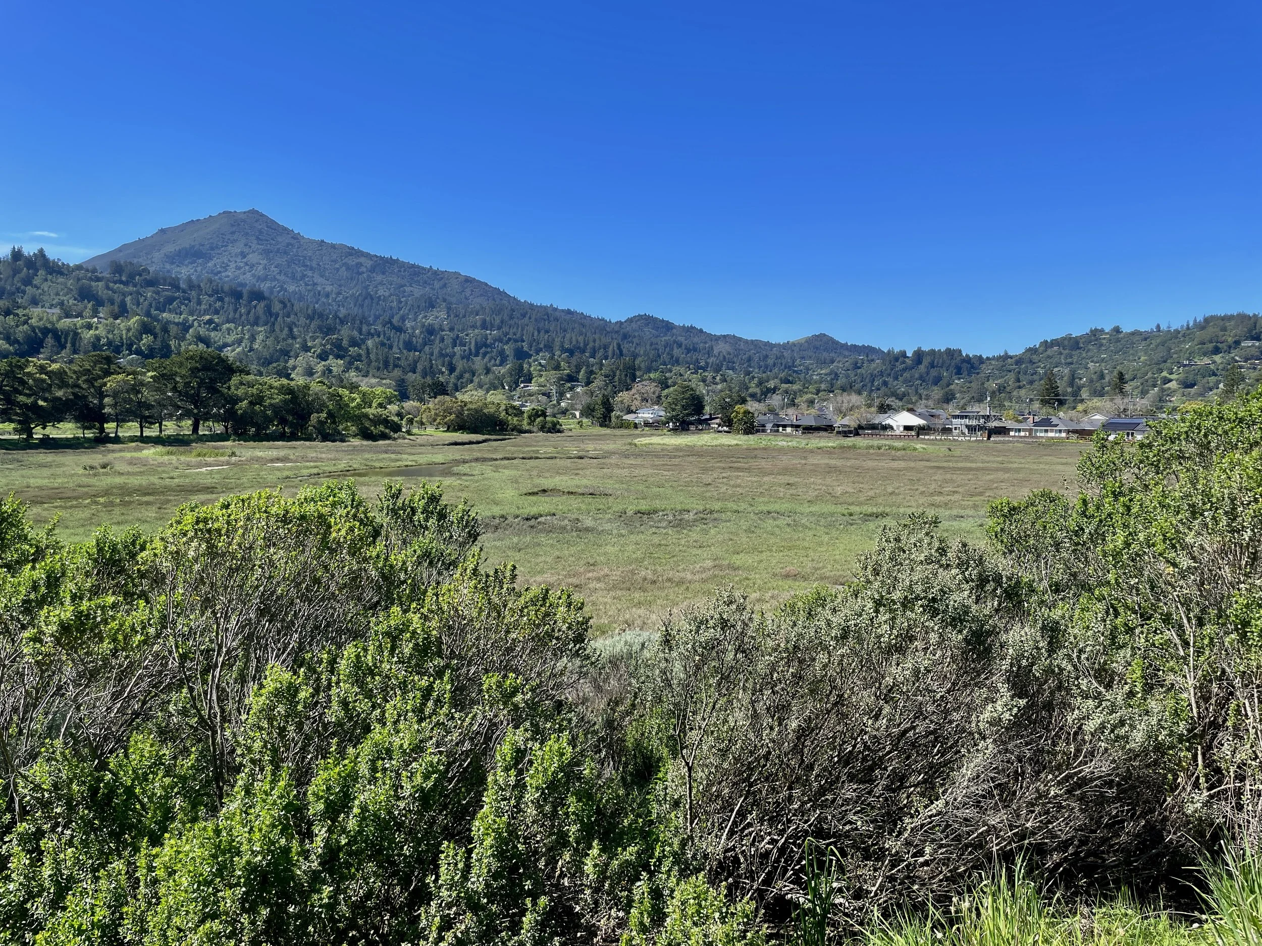  Straight ahead, across the marsh, is Kentfield Gardens.  Years ago at low tide we’d bike on dirt paths inside the marsh. It’s closed off now.  At high tide on January 3, 2026, the day of a king tide, this was all under water to the bike path.  To th