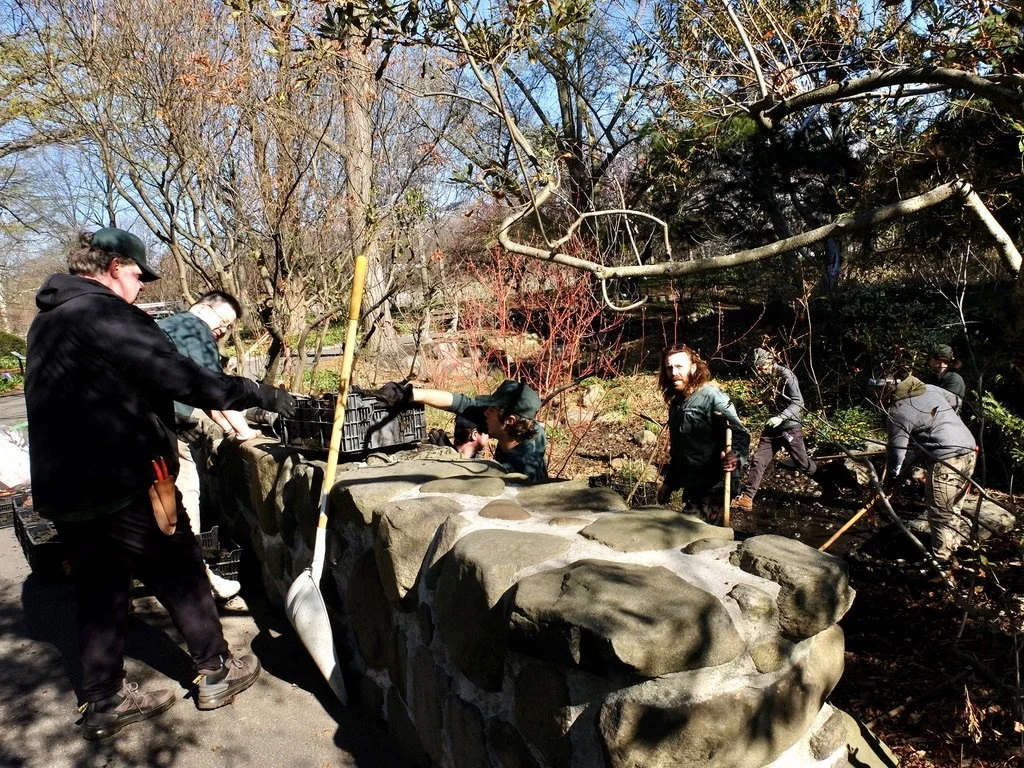  Cleaning up a stream bed (kill) in Brooklyn Botanic Garden. 