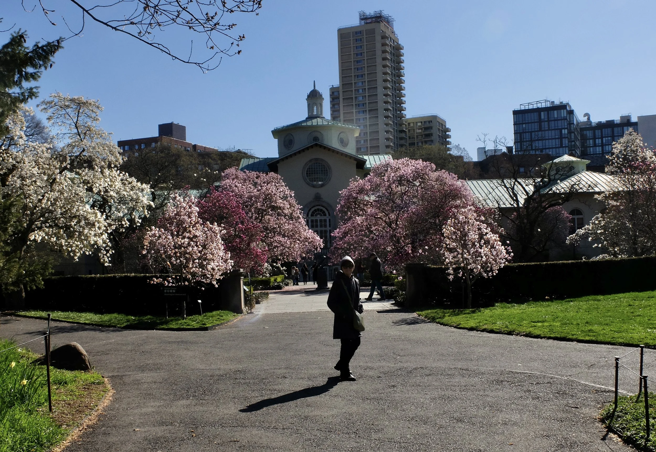  …the Brooklyn Botanic Garden to see the cherry blossoms in bloom. 