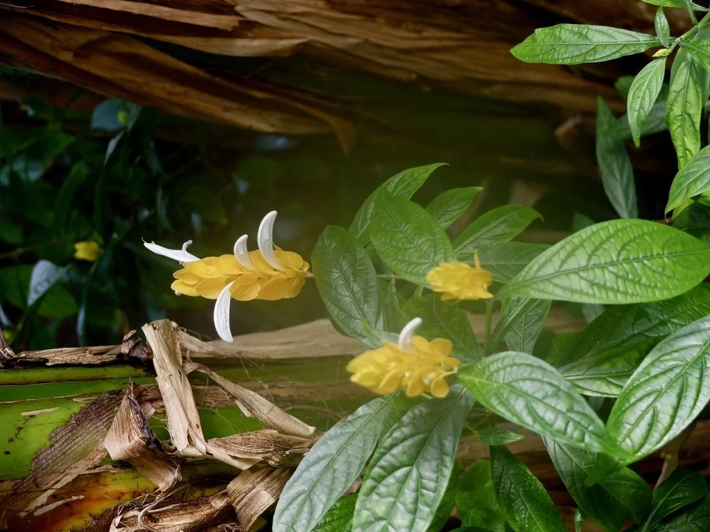  The New York Botanical Garden - The Orchid Show.  Nerve plant, Fittonia albivenis,  ACANTHACEAE  Venezuela to Brazil &amp; Peru. 