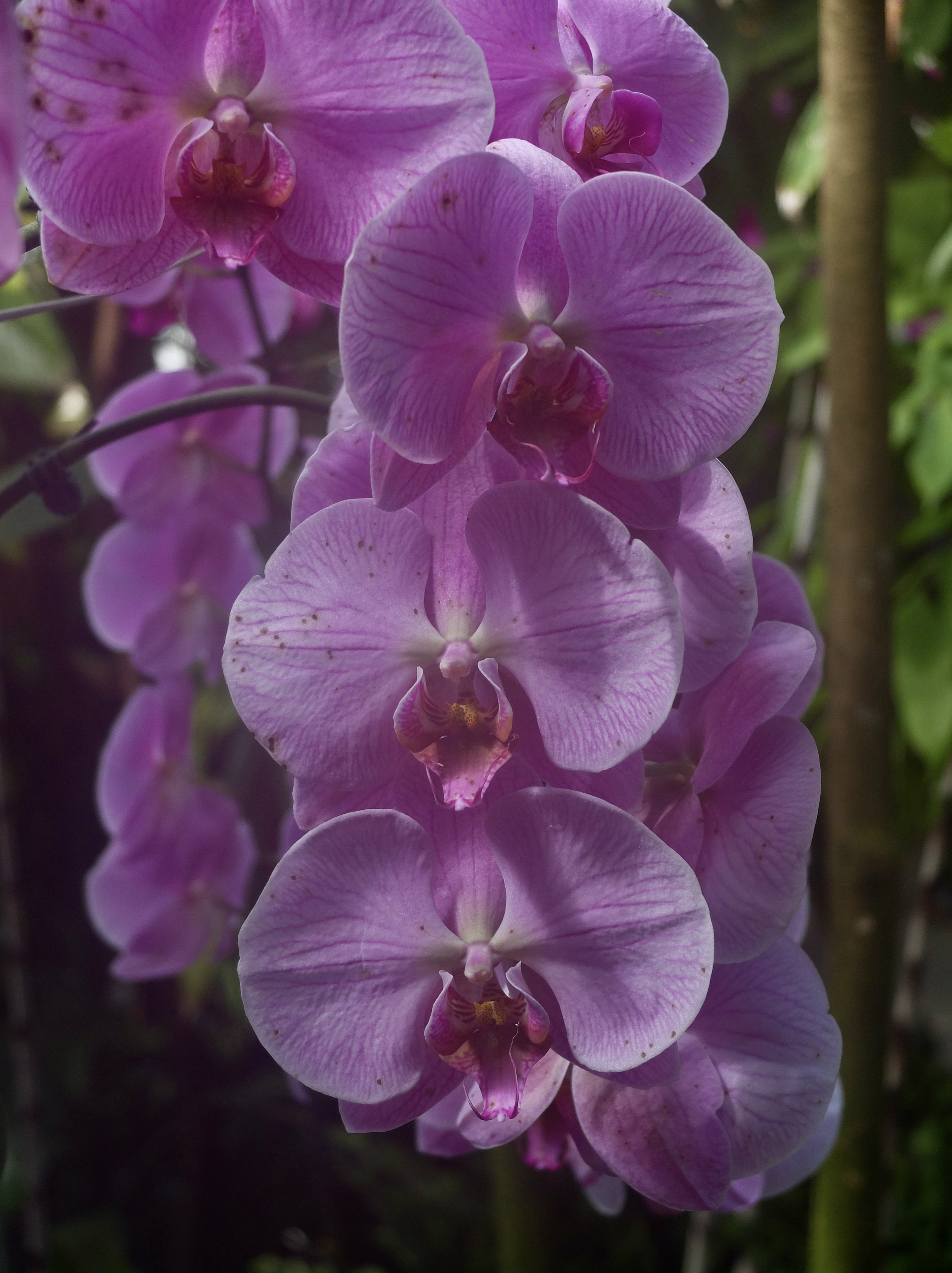  The New York Botanical Garden - The Orchid Show.  Moth orchid. 