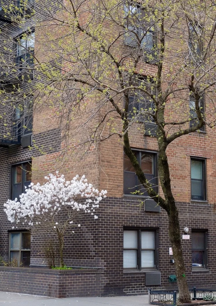  The flowering tree &amp; the building’s brickwork caught my eye. 