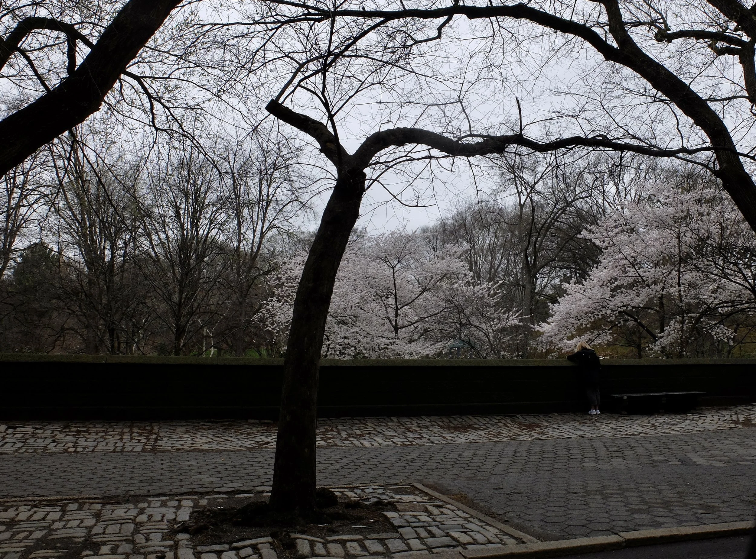  Cherry blossoms in Central Park. 