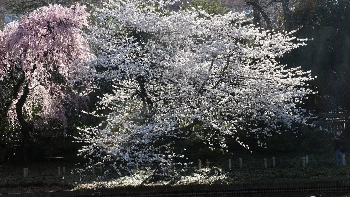 B'klyn Botanic Garden. 