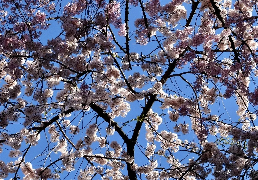  B'klyn Botanic Garden. 