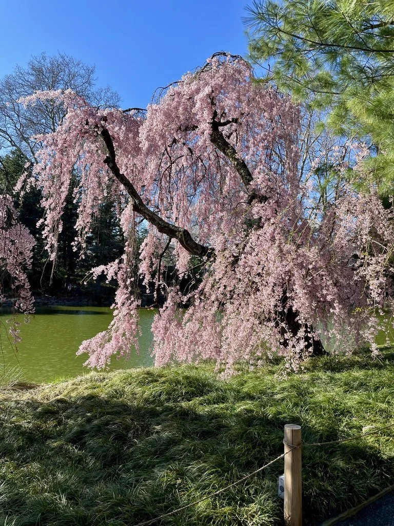  B'klyn Botanic Garden. 