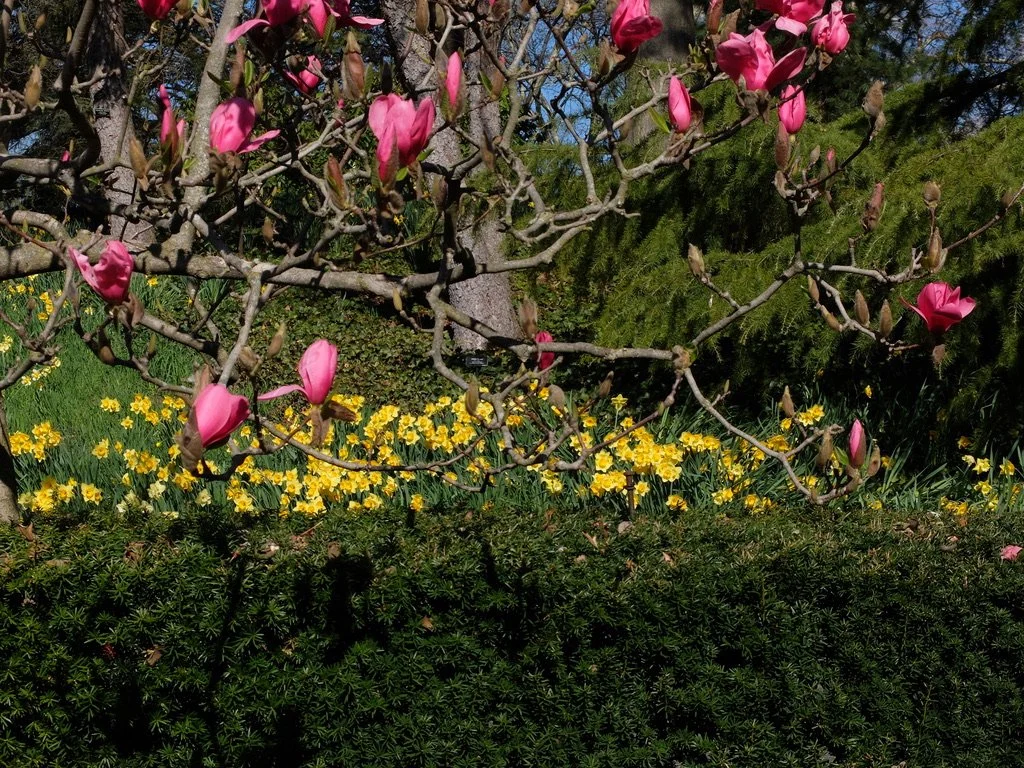  Daffodil Hill &amp; magnolia tree at B'klyn Botanic Garden. 