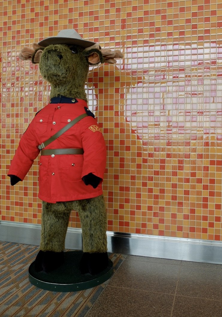  I finally spotted a moose.  Nomi had seen on near the tracks, from the train.  