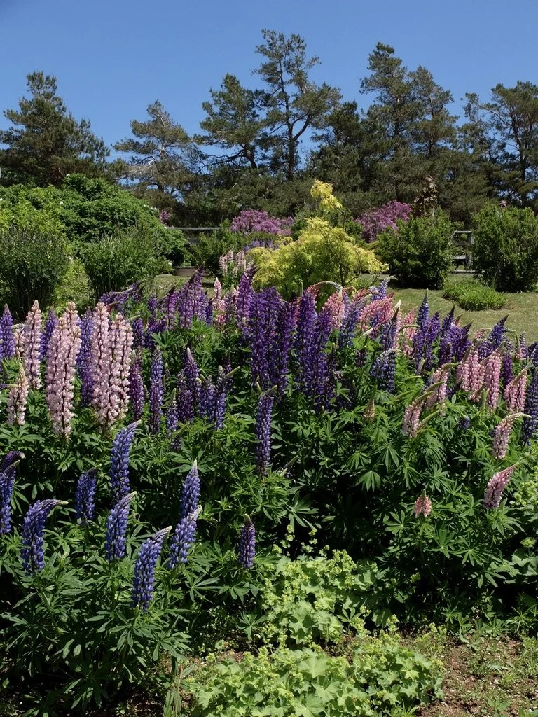  Lupine in  Gardens of Hope - Prince Edward Island Preserve Company , New Glasgow, PEI.  This was not an essential stop other than the drive through the PEI countryside.     