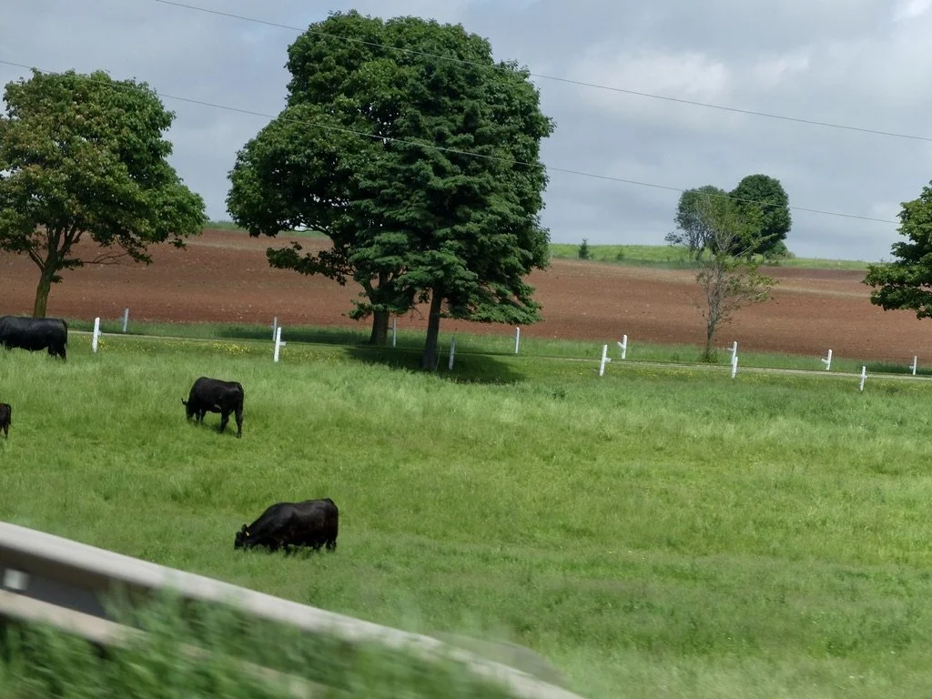  Potato farm.  Drive to Moncton train station, through PEI to New Brunswick.  “Prince Edward Island Potatoes are a  Canadian brand and geographic identifier  for potatoes grown in Prince Edward Island… 