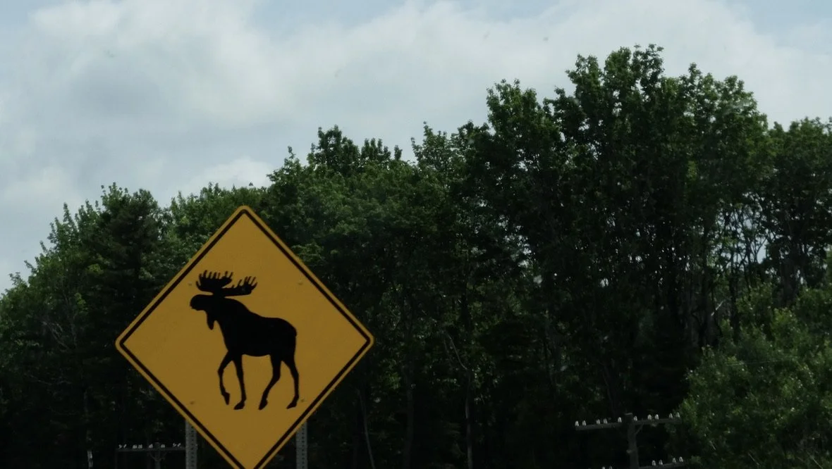  And another Moose on the loose?  Drive to Quêbec City. 