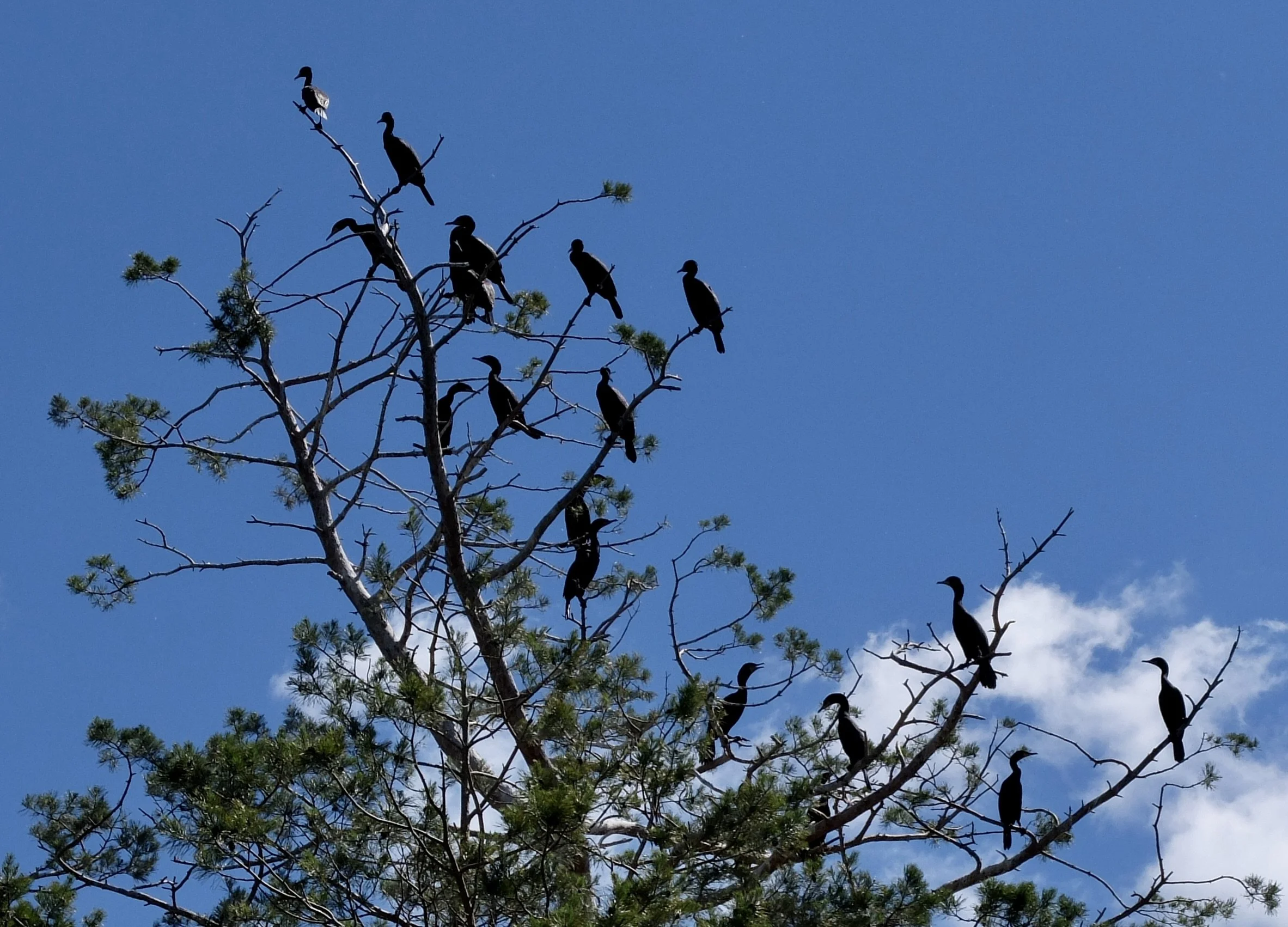  Double breasted cormorants pooping on the trees &amp; killing them with the acidity.  Toronto Harbour Tour with Captain Will &amp; Paco. 