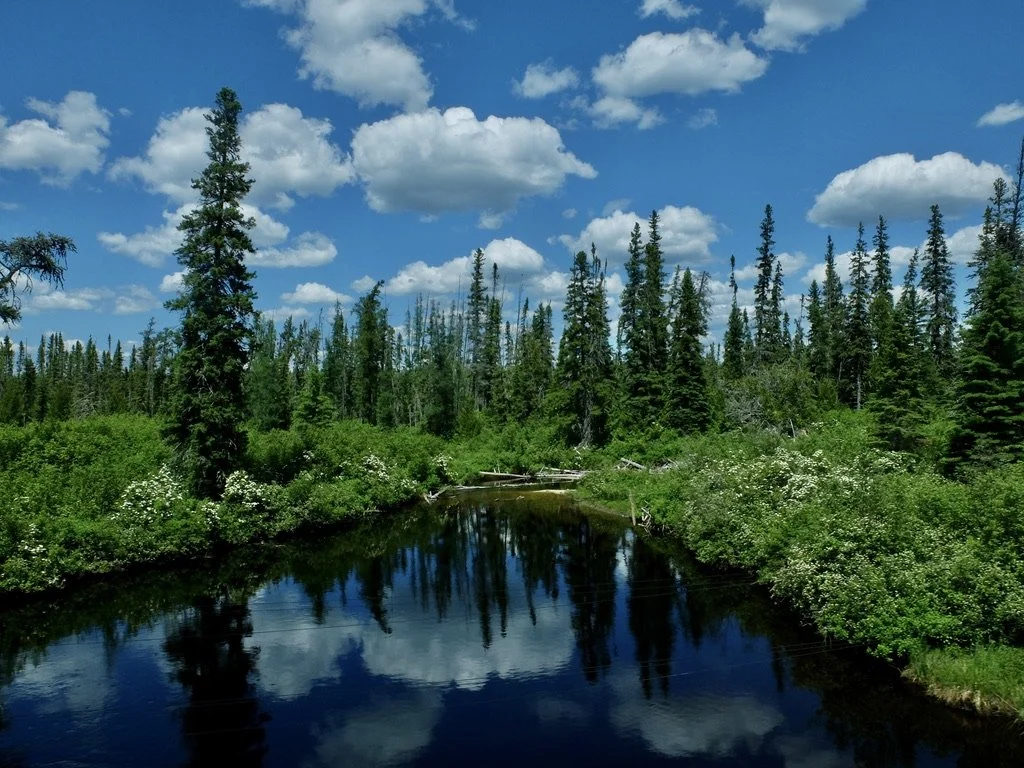 From the Dome Car on The Canadian.  We saw lots of evidence of beavers  but never saw one. 