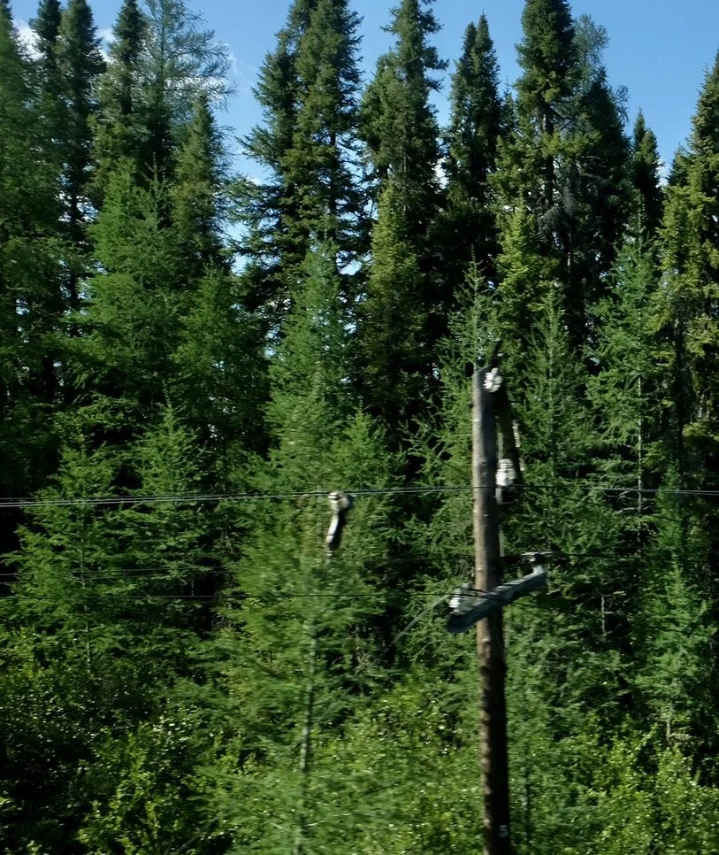 All along the tract were abandoned, in varying stages of neglect &amp; disintegration,  electric/telephone? cable poles.  From The Canadian. 