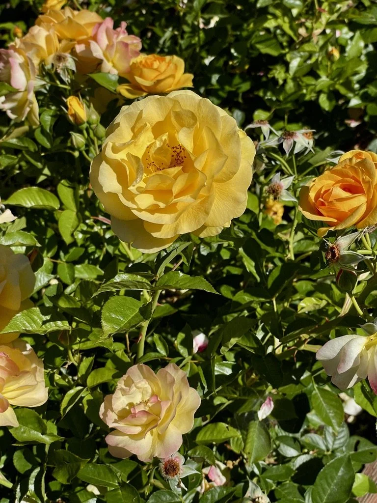  …….a visit to Berkeley’s Historic  Rose Garden Park .   FAYE was our t ravel insurance company.  It will take more than a brunch &amp; rose garden visit to overcome the disappointing result of our claim.  That’s another story other than to advise tr