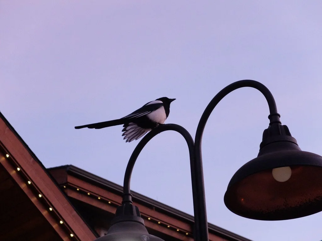  In Banff, we saw the first of many Common Magpies.  They seem to be attracted to trash. 