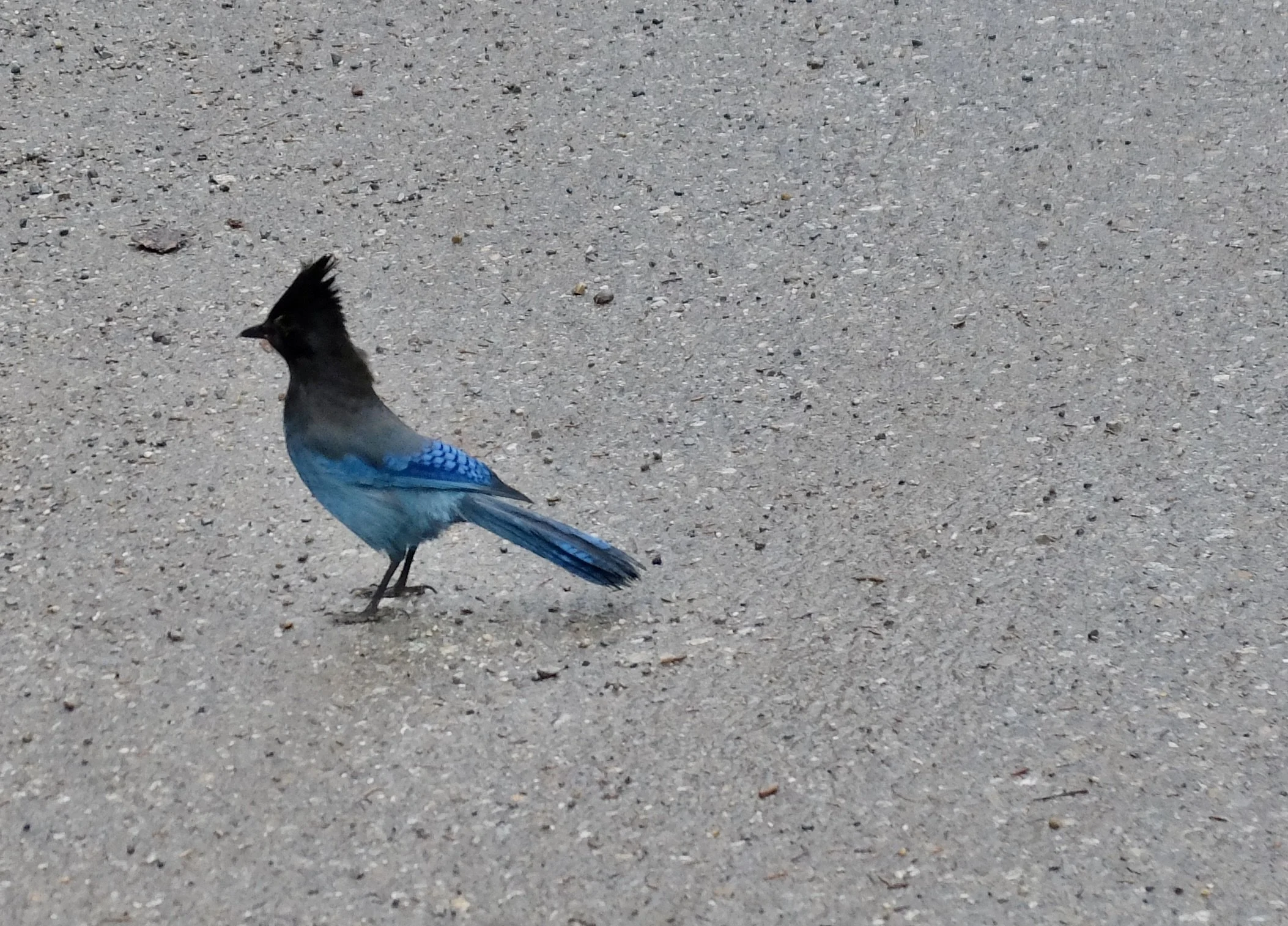  Stellar's Jay seen in Emerald Lake, Yoho National Park, Alberta.  We saw a few of them during our trip. 